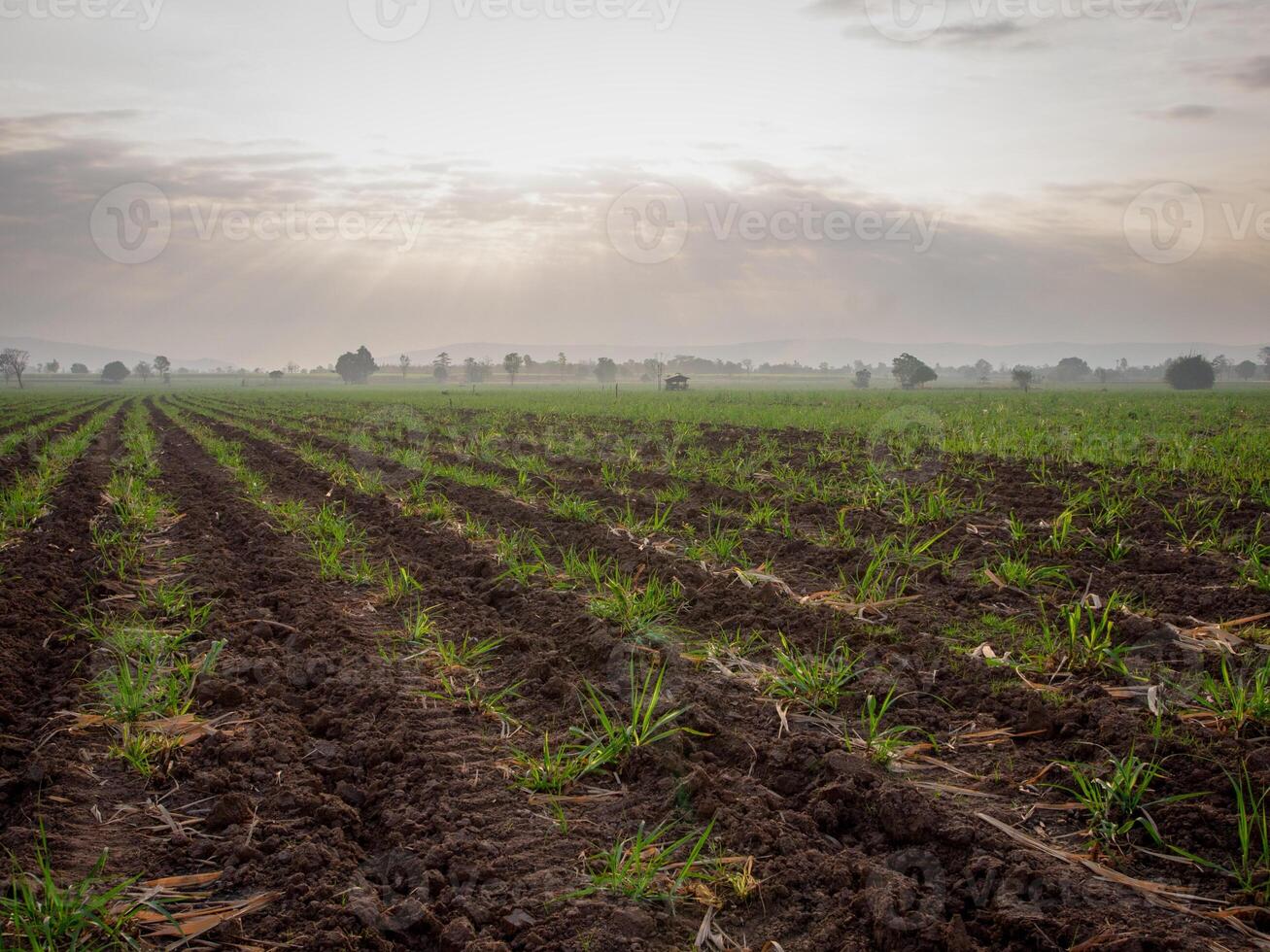 canna da zucchero piantagioni, agricolo impianti crescere su foto