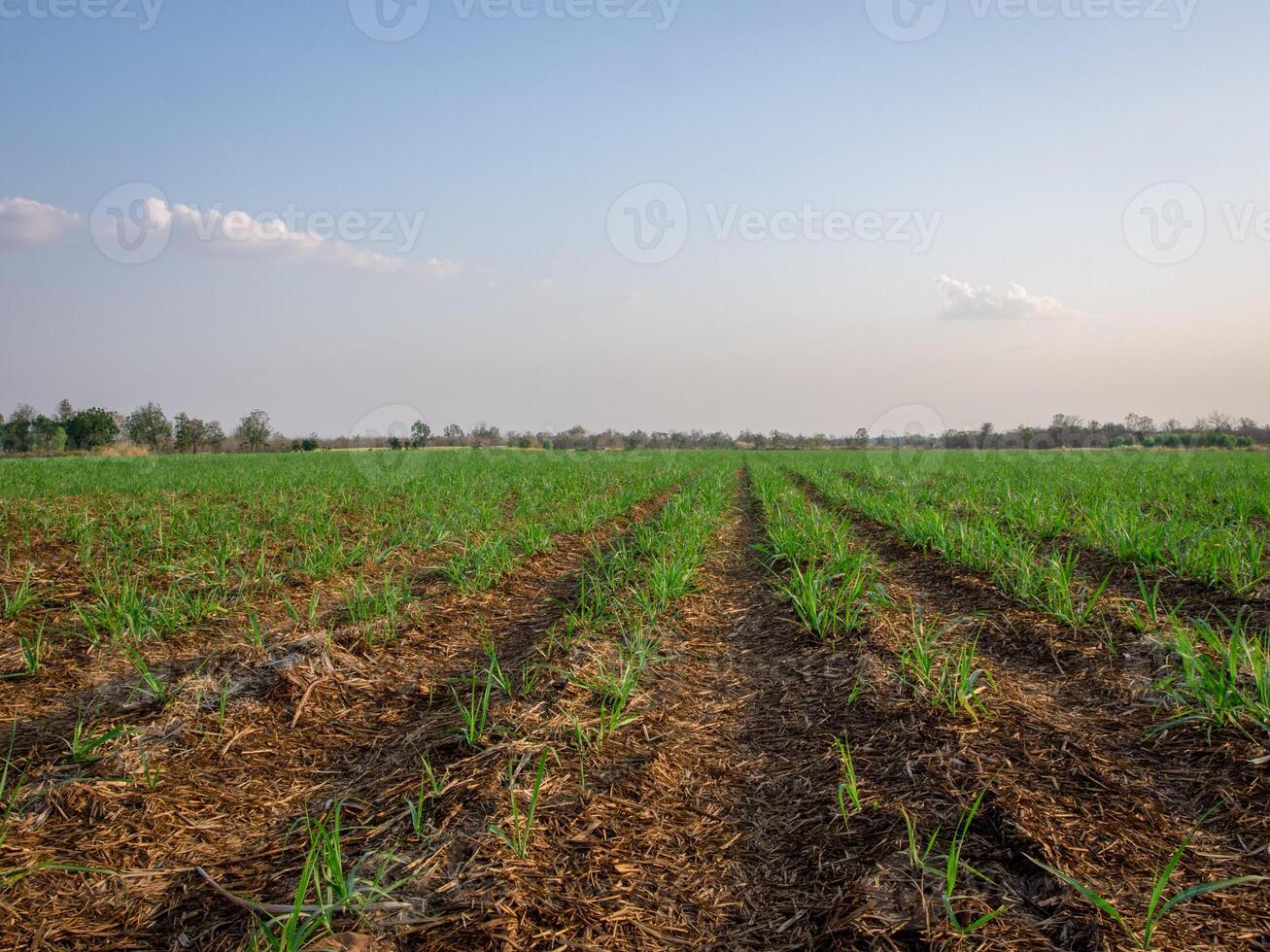 canna da zucchero piantagioni, agricolo impianti crescere su foto