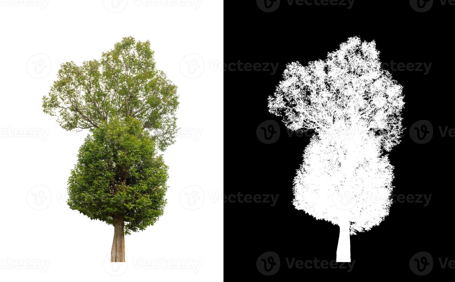 albero su trasparente immagine sfondo con ritaglio sentiero, singolo albero con ritaglio sentiero e alfa canale. foto