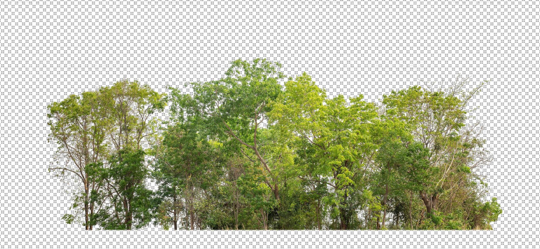 verde alberi isolato su trasparente sfondo foresta e estate fogliame per tutti e due Stampa e ragnatela con tagliare sentiero e alfa canale foto