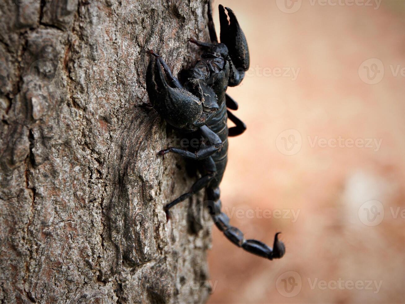 scorpione su un' albero tronco foto