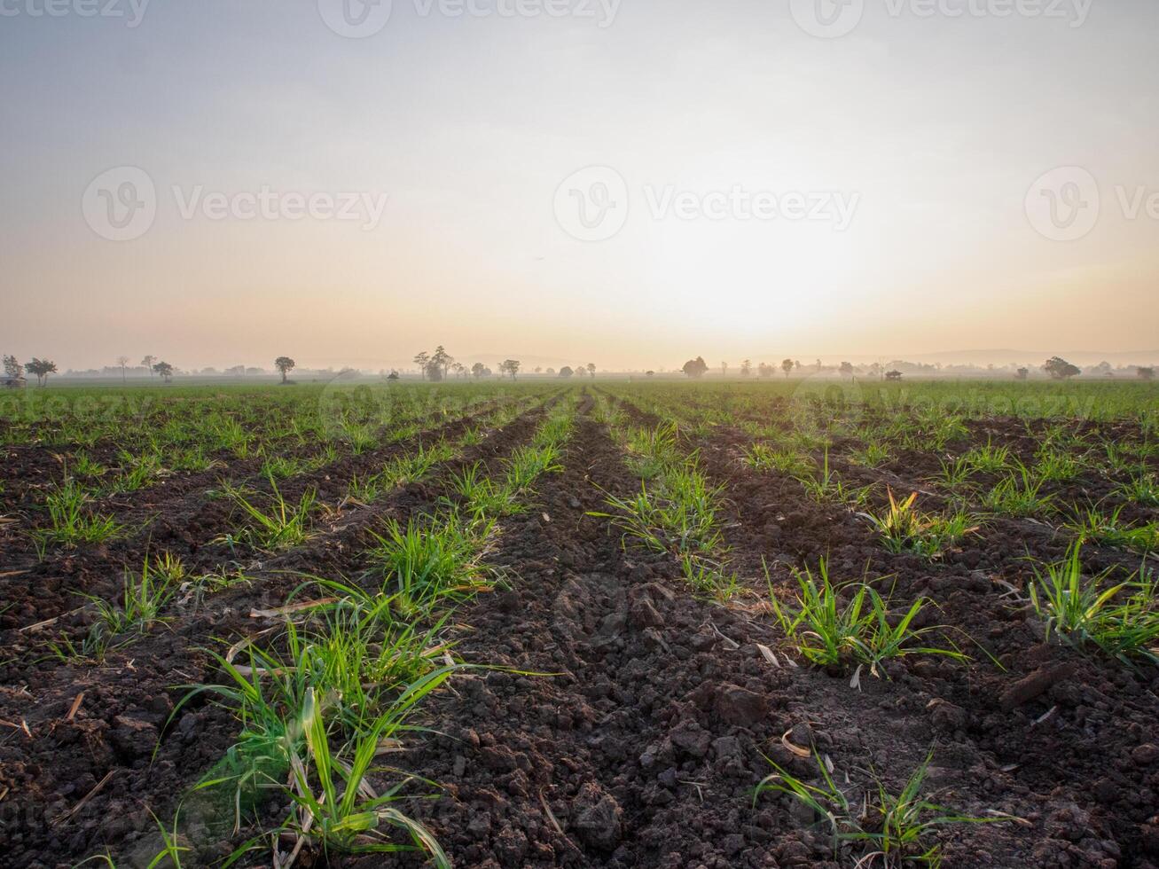 canna da zucchero piantagioni, agricolo impianti crescere su foto