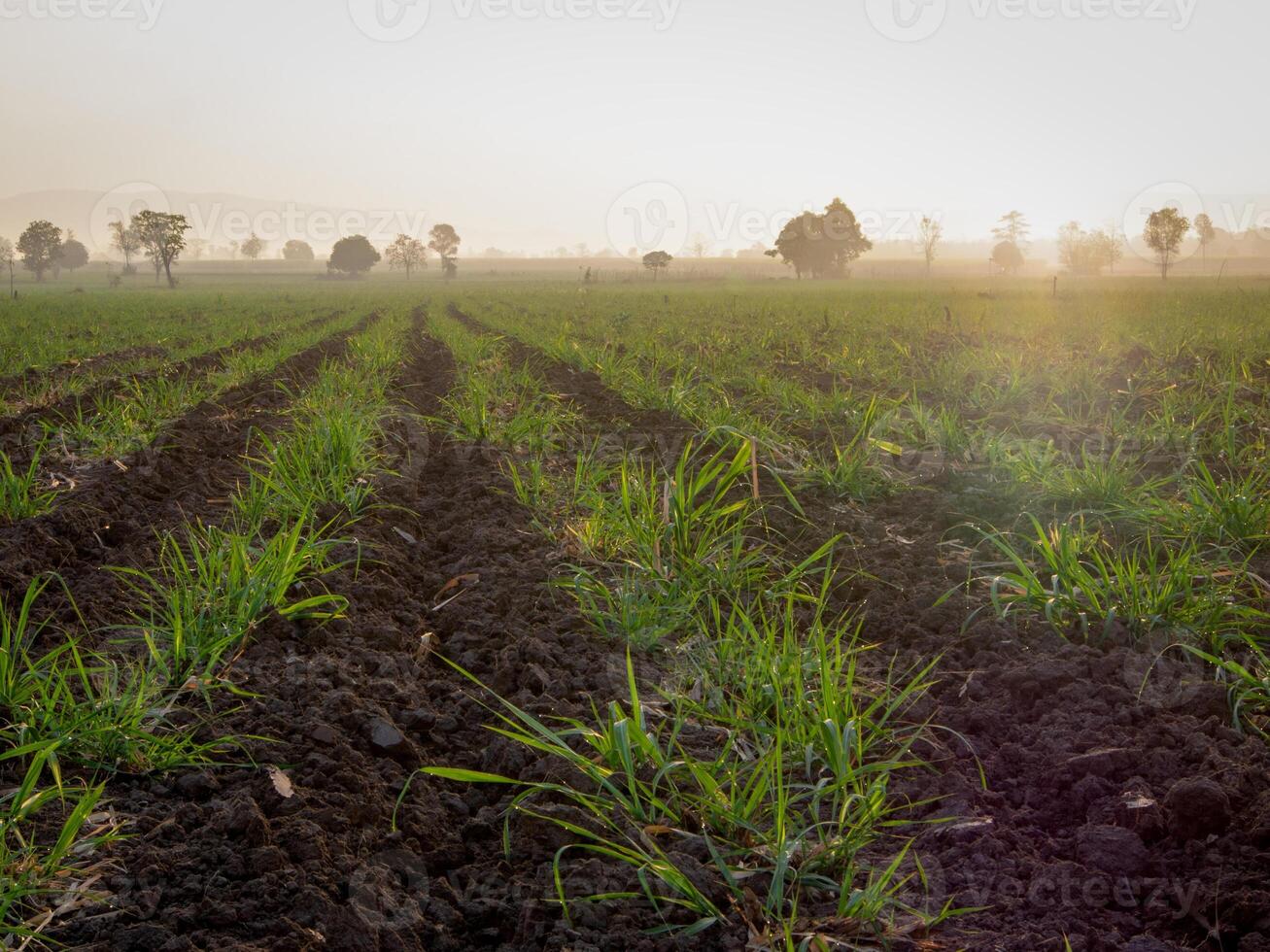 canna da zucchero piantagioni, agricolo impianti crescere su foto