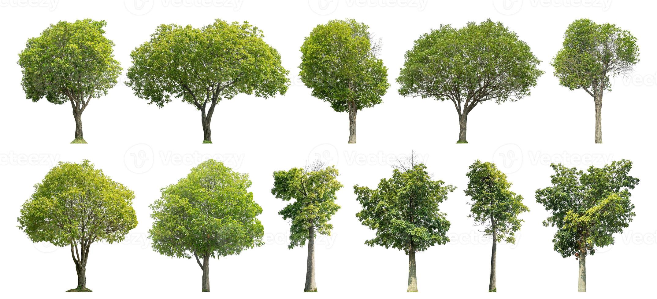 collezione albero tagliare su a partire dal originale sfondo e sostituire con bianca sfondo per facile per selezione. foto