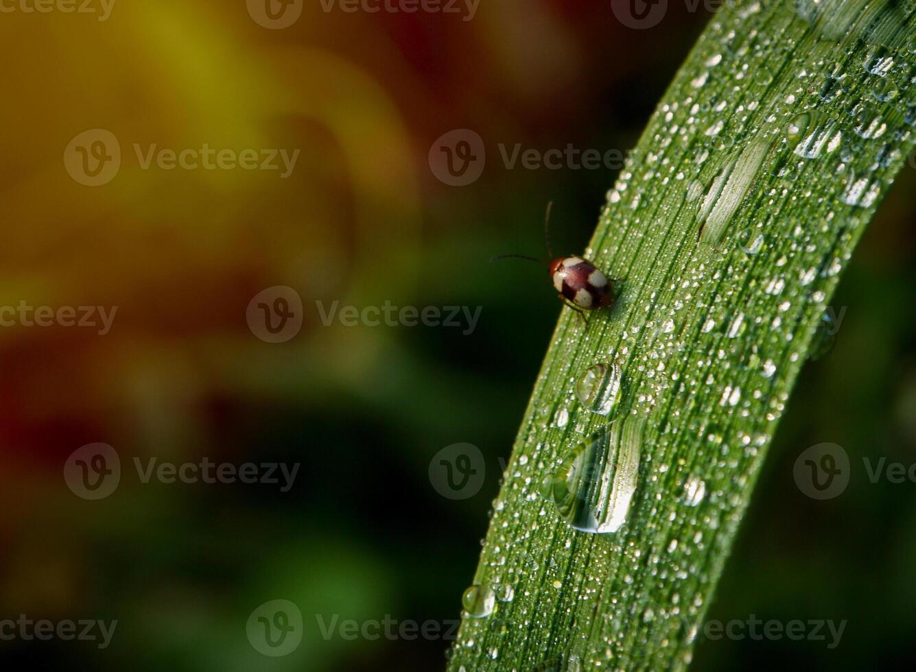 piccolo coccinella insetto su il superiore di il erba con il mattina leggero atmosfera foto