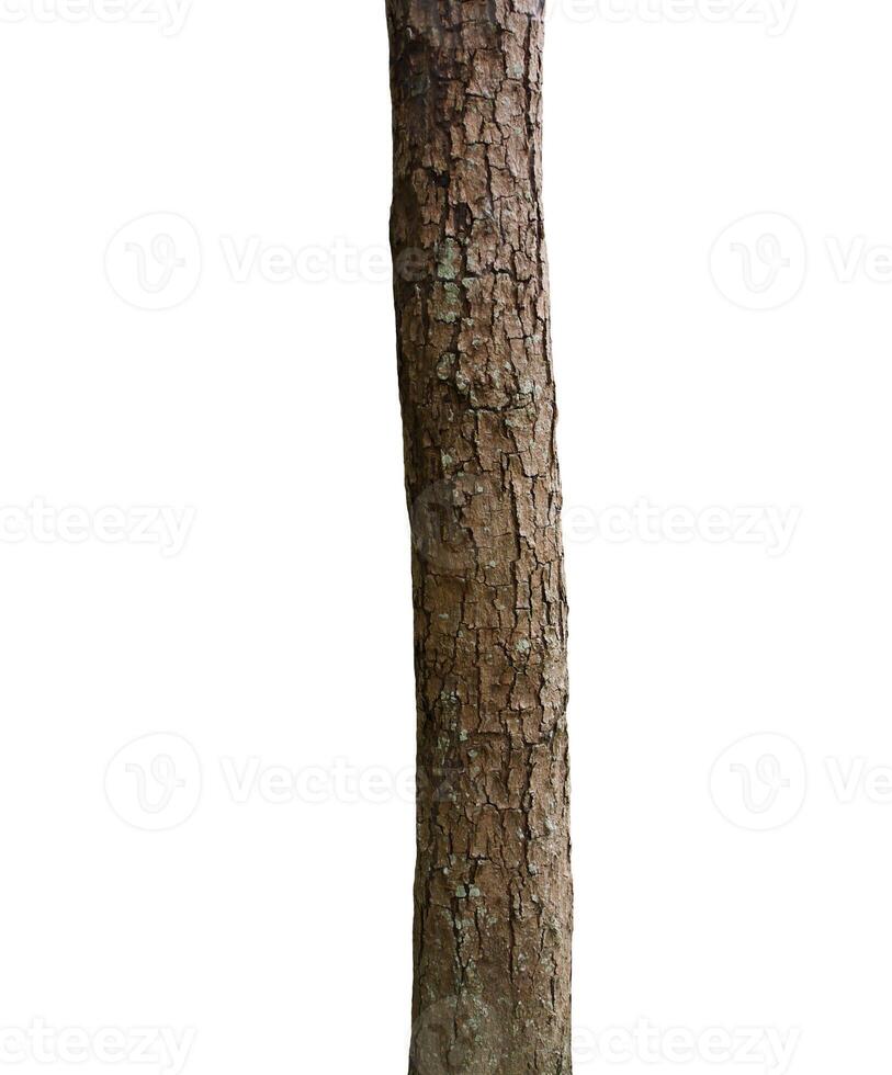 albero tronco isolato su bianca sfondo foto