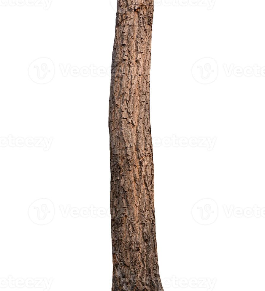 estate albero tronco su un' bianca sfondo foto