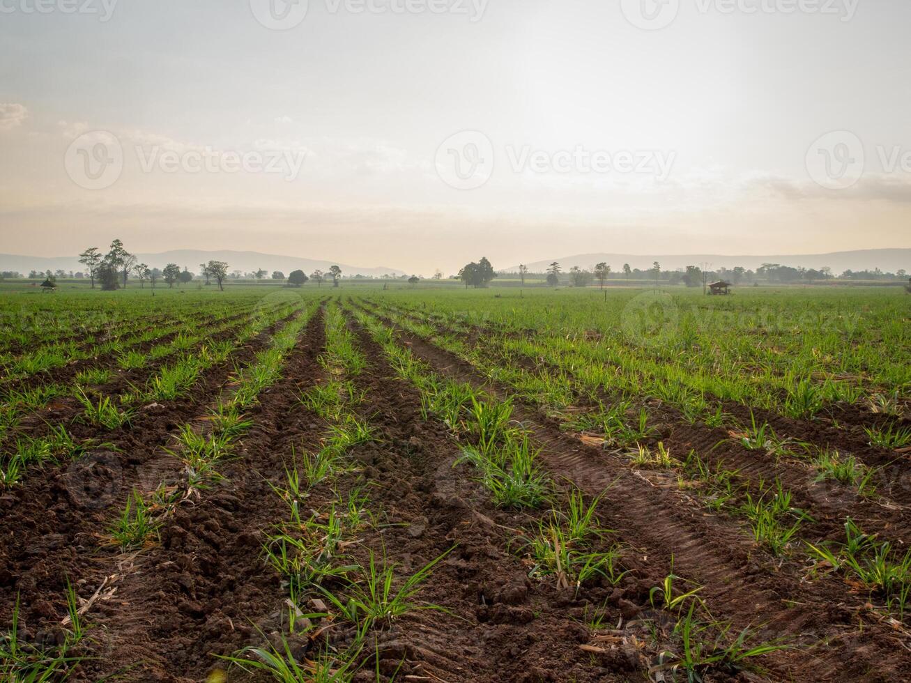 canna da zucchero piantagioni, agricolo impianti crescere su foto