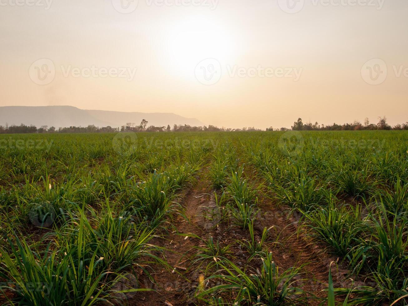 canna da zucchero piantagioni e canna da zucchero coltivazione nel il sera, tramonto foto