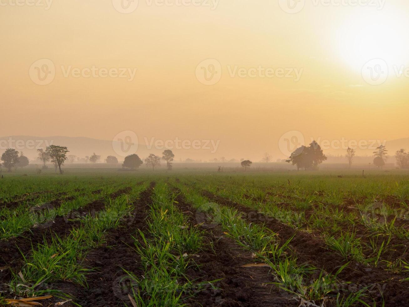 canna da zucchero piantagioni, agricolo impianti crescere su foto