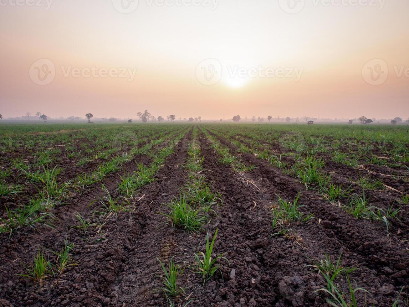 canna da zucchero piantagioni, agricolo impianti crescere su foto