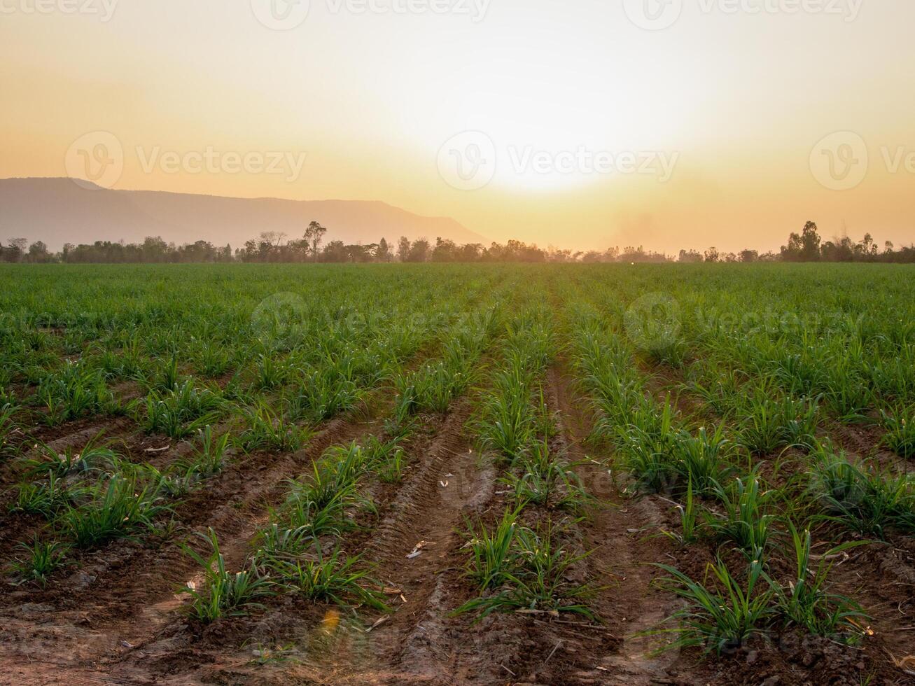 canna da zucchero piantagioni, il agricoltura tropicale pianta nel Tailandia foto