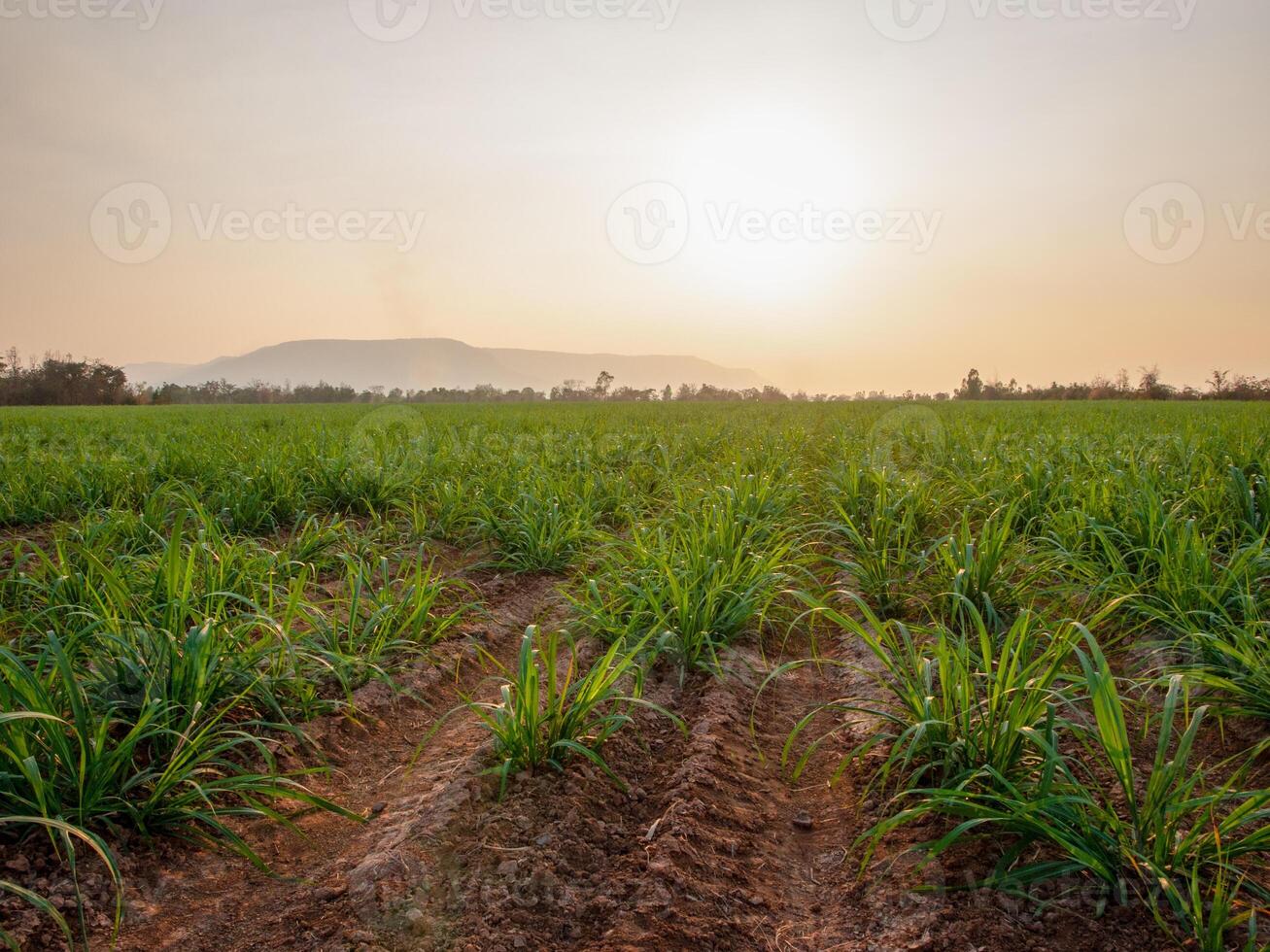 canna da zucchero piantagioni, il agricoltura tropicale pianta nel Tailandia foto