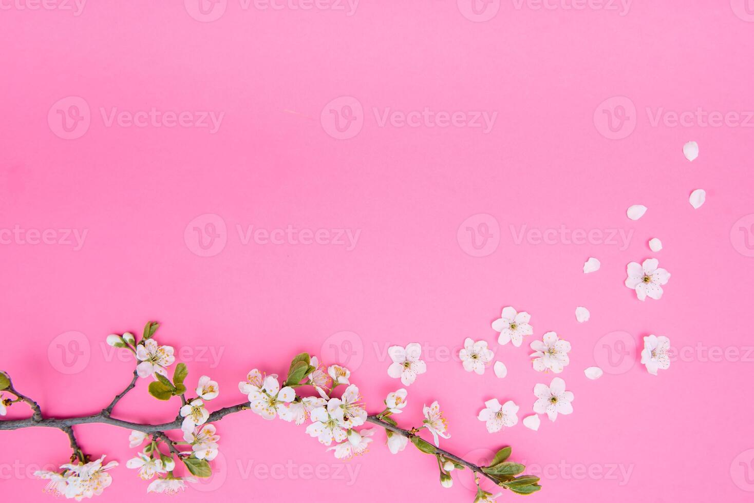 foto di primavera bianca ciliegia fiorire albero su rosa sfondo. Visualizza a partire dal sopra, piatto posizione, copia spazio. primavera e estate sfondo