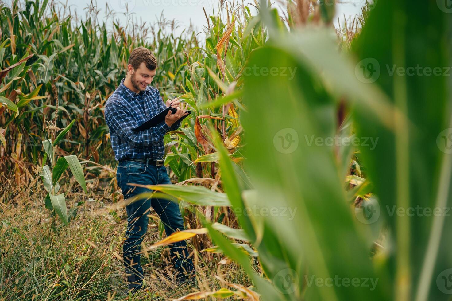 agronomo detiene tavoletta toccare tampone computer nel il Mais campo e l'esame colture prima raccolta. agribusiness concetto. agricolo ingegnere in piedi nel un' Mais campo con un' tavoletta. foto