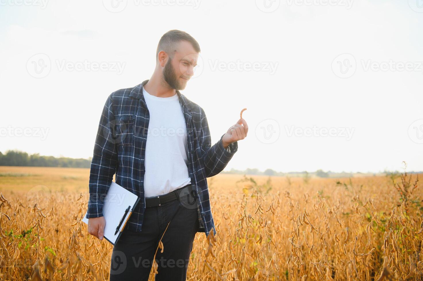 contadino agronomo nel soia campo controllo raccolti. biologico cibo produzione e coltivazione foto