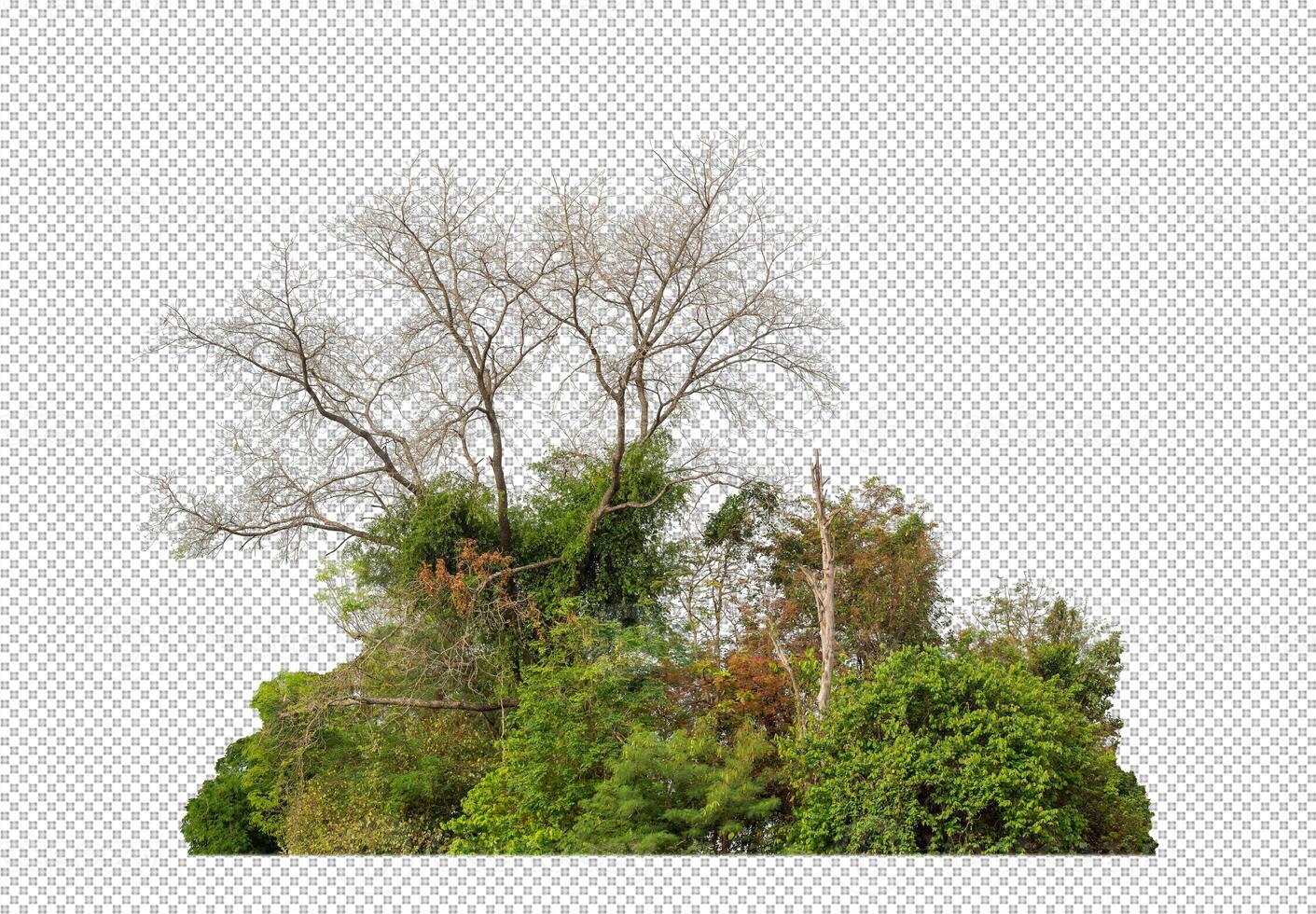 verde alberi isolato su trasparente sfondo foresta e estate fogliame per tutti e due Stampa e ragnatela con tagliare sentiero e alfa canale foto