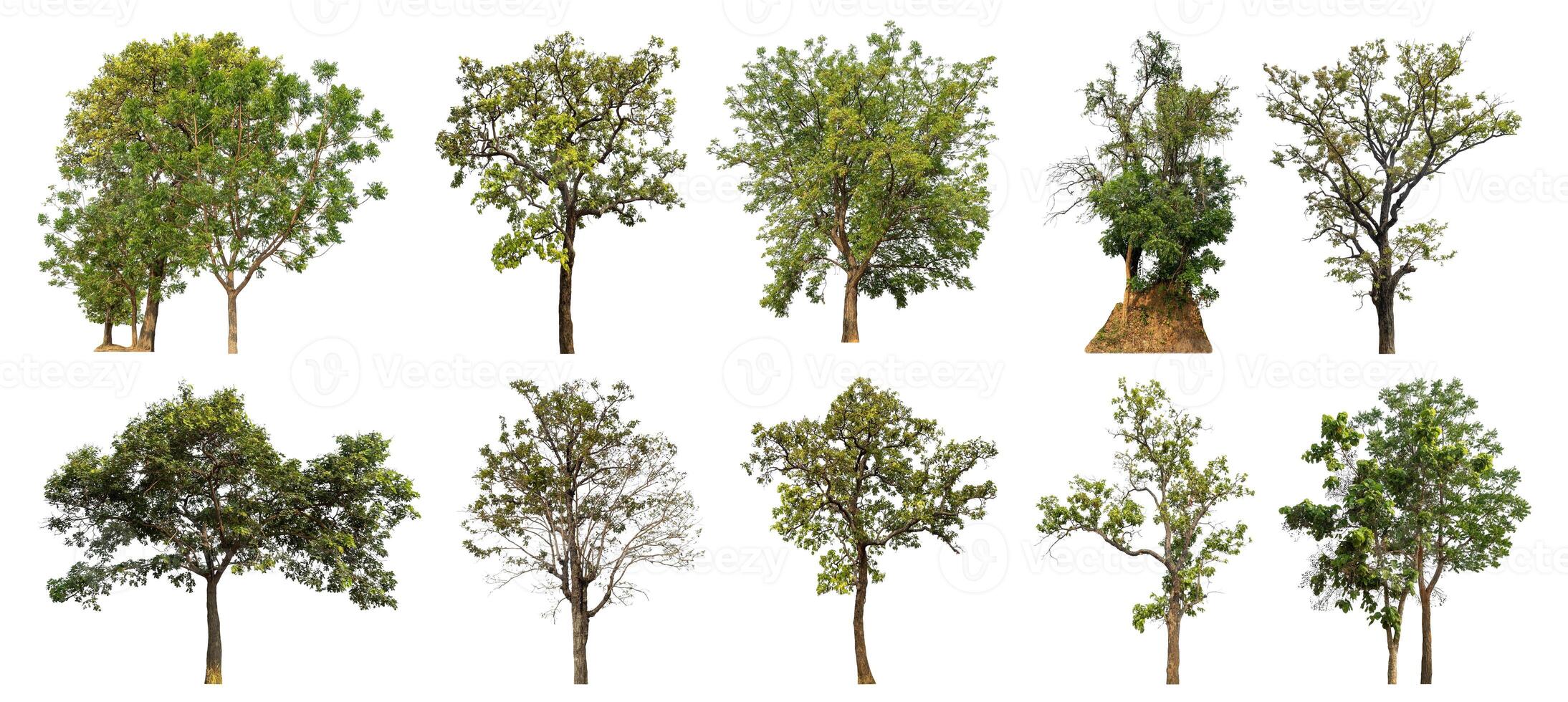 collezione albero tagliare su a partire dal originale sfondo e sostituire con bianca sfondo per facile per selezione. foto