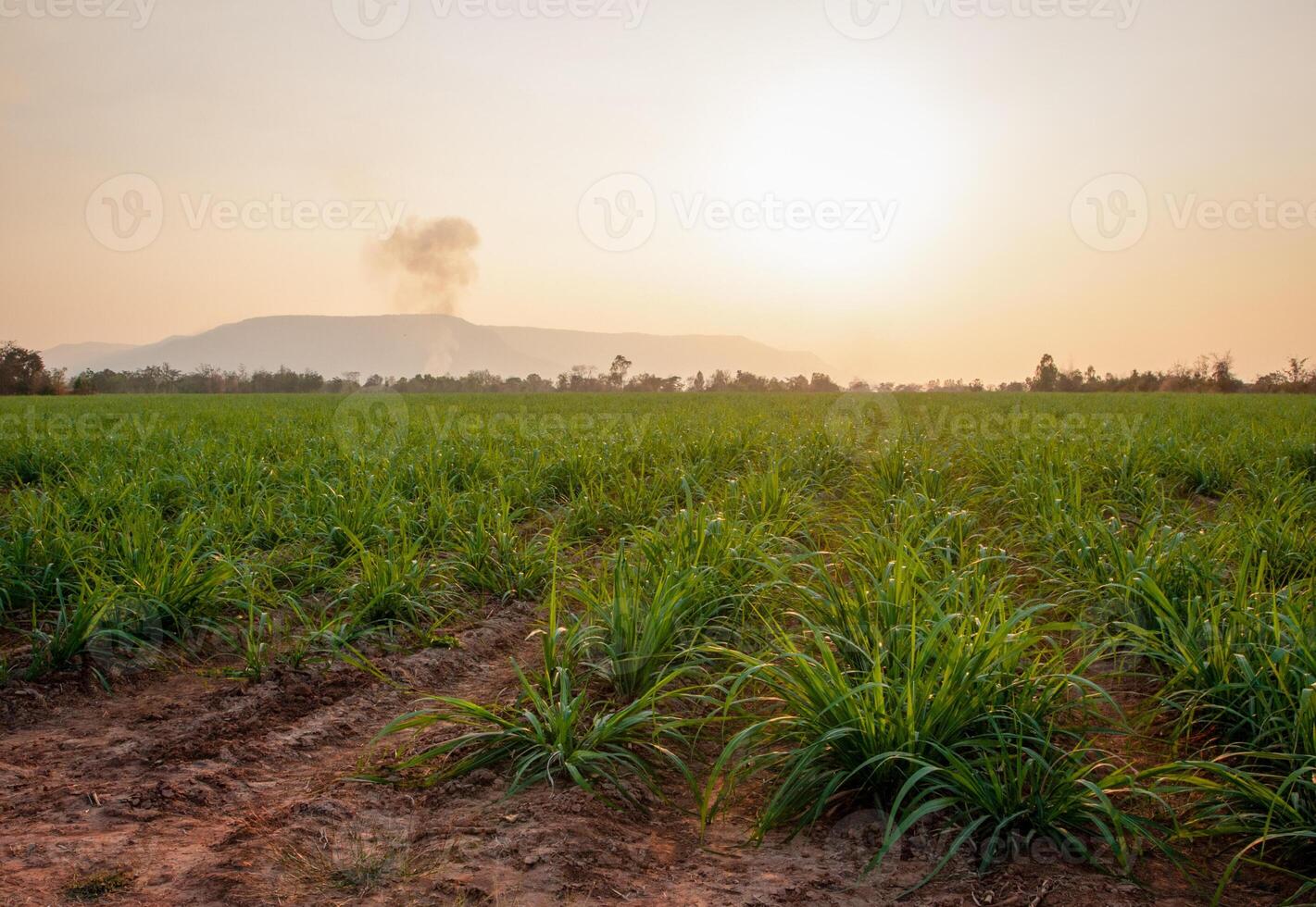 canna da zucchero piantagioni e canna da zucchero coltivazione nel il sera, tramonto foto