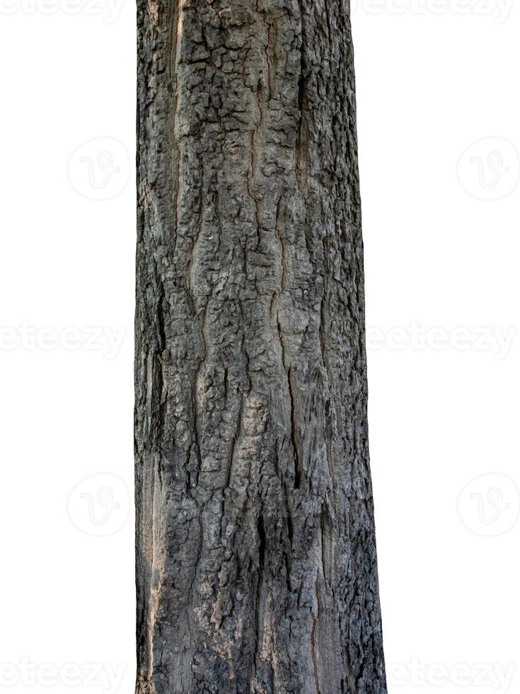 albero tronco isolato su bianca sfondo foto