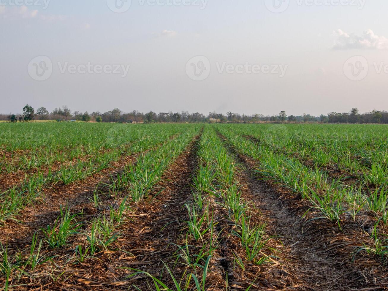 canna da zucchero piantagioni, agricolo impianti crescere su foto