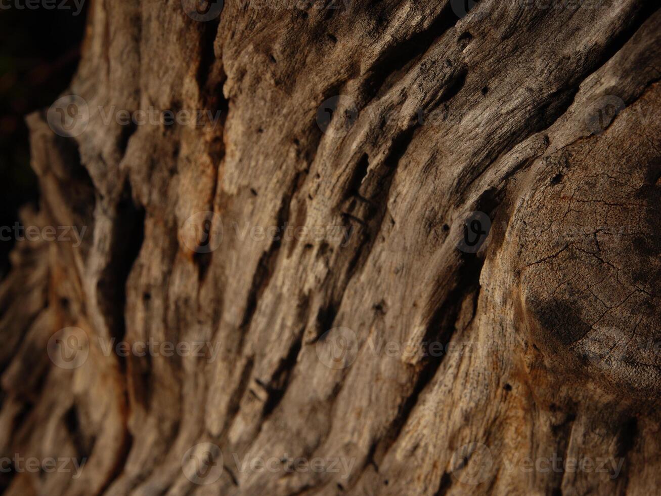 trama di corteccia d'albero foto