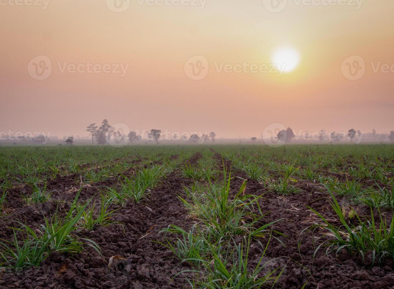 canna da zucchero piantagioni, agricolo impianti crescere su foto