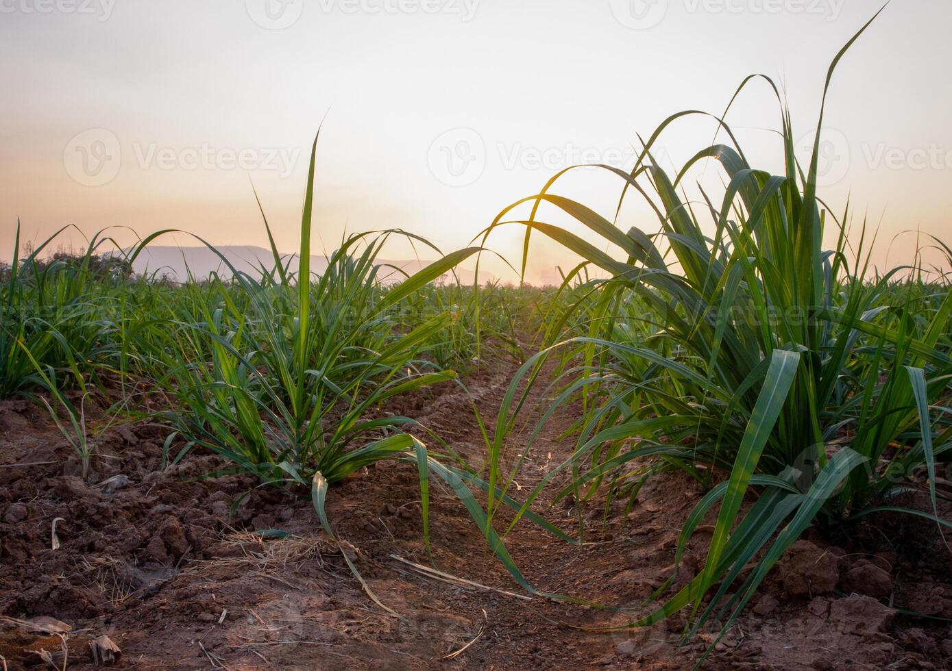 canna da zucchero piantagioni, il agricoltura tropicale pianta nel Tailandia foto