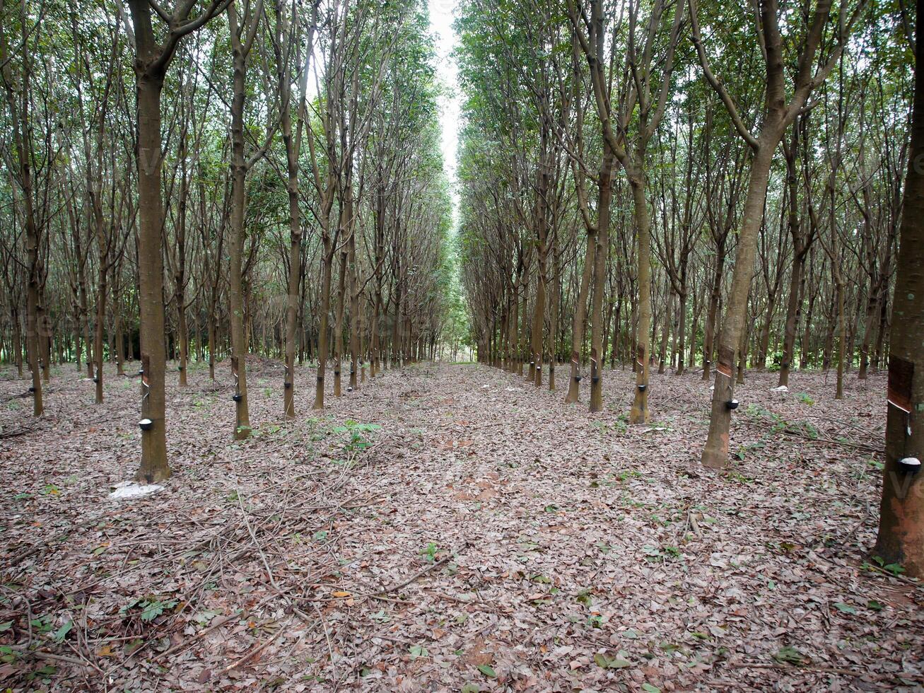 gomma da cancellare albero tronco, gomma da cancellare piantagione Tailandia foto