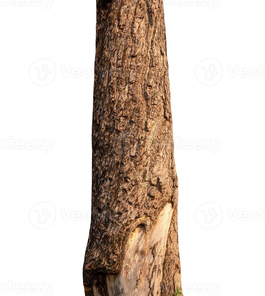 estate albero tronco su un' bianca sfondo foto
