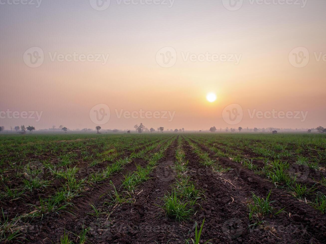 canna da zucchero piantagioni, agricolo impianti crescere su foto