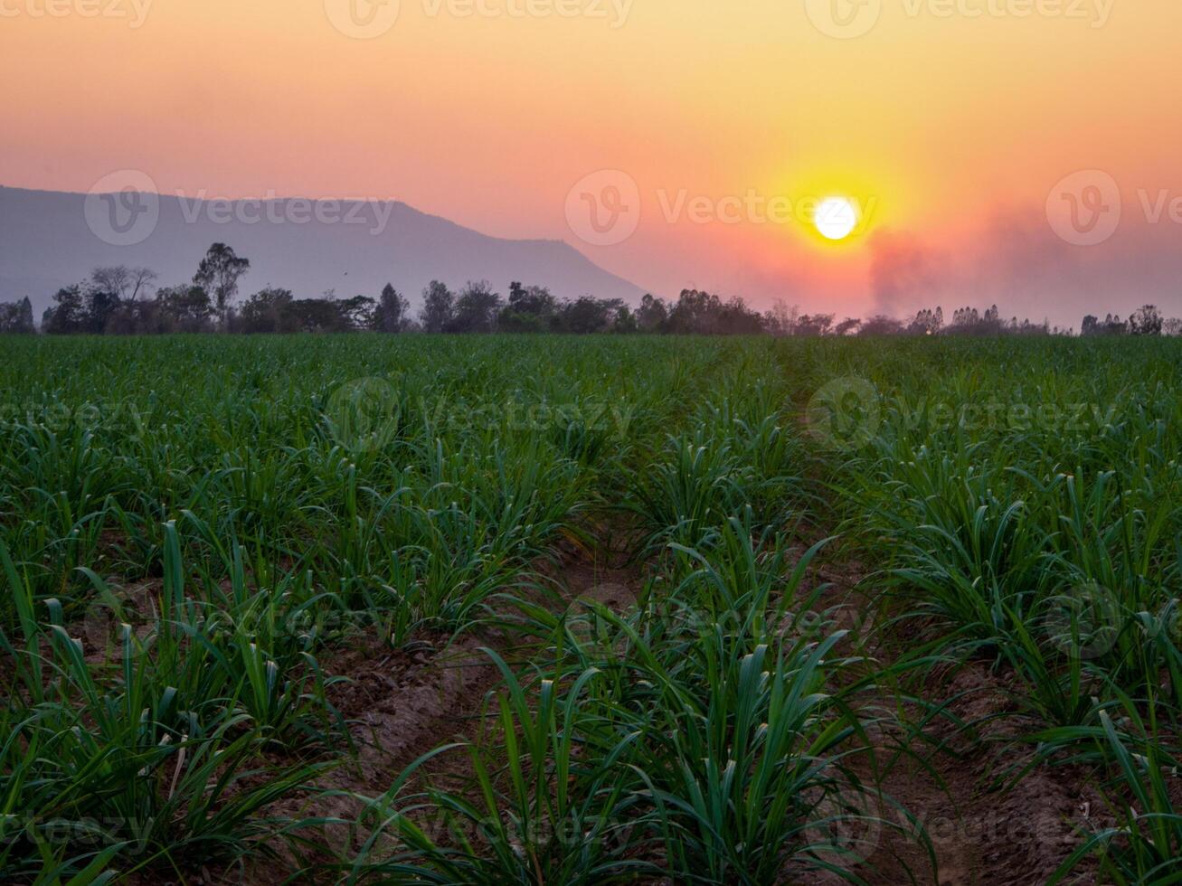 canna da zucchero piantagioni e canna da zucchero coltivazione nel il sera, tramonto foto