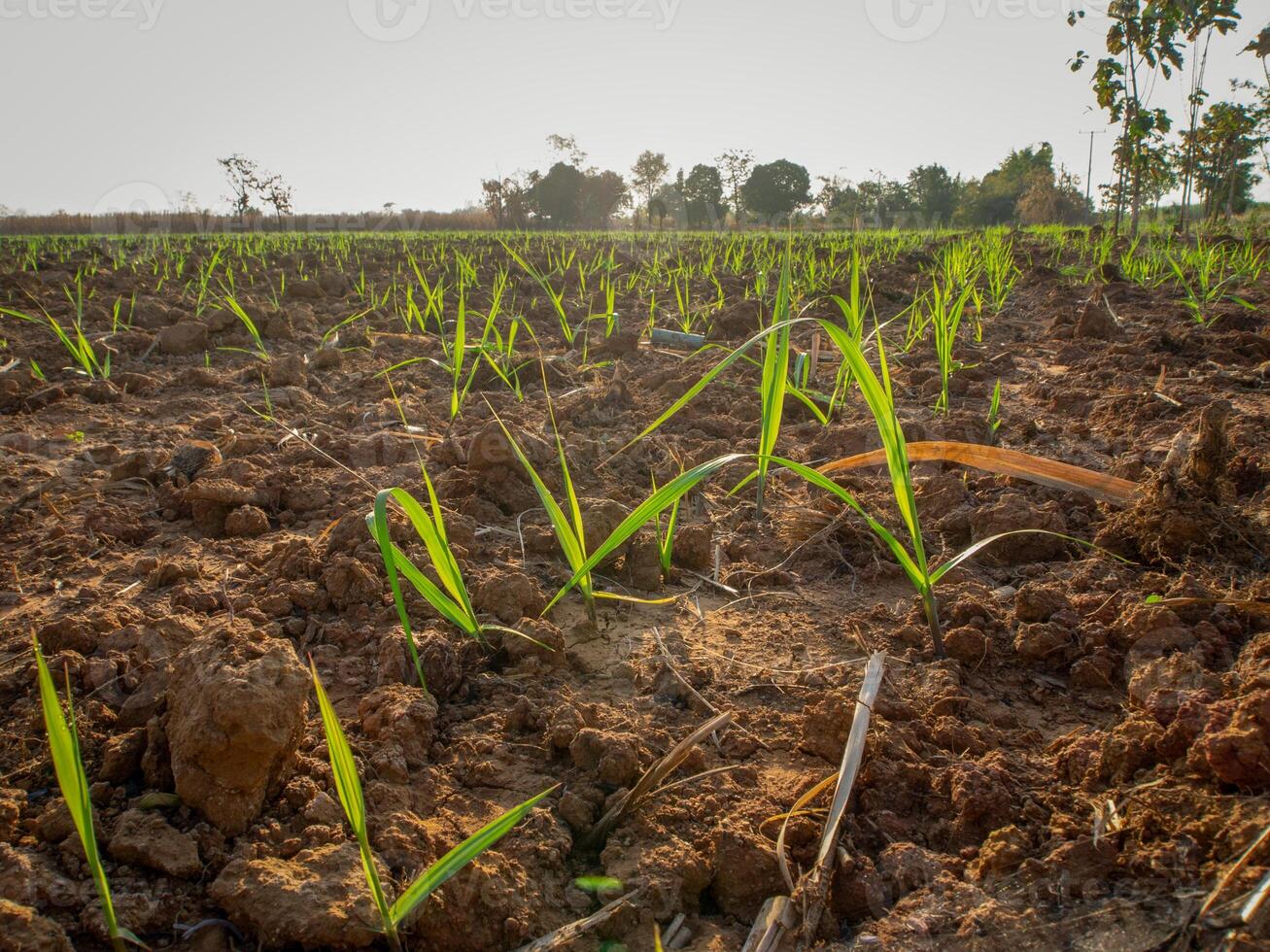 canna da zucchero piantagioni, agricolo impianti crescere su foto