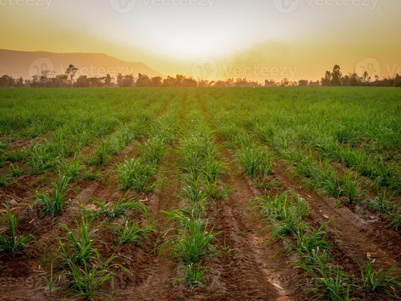 canna da zucchero piantagioni e canna da zucchero coltivazione nel il sera, tramonto foto