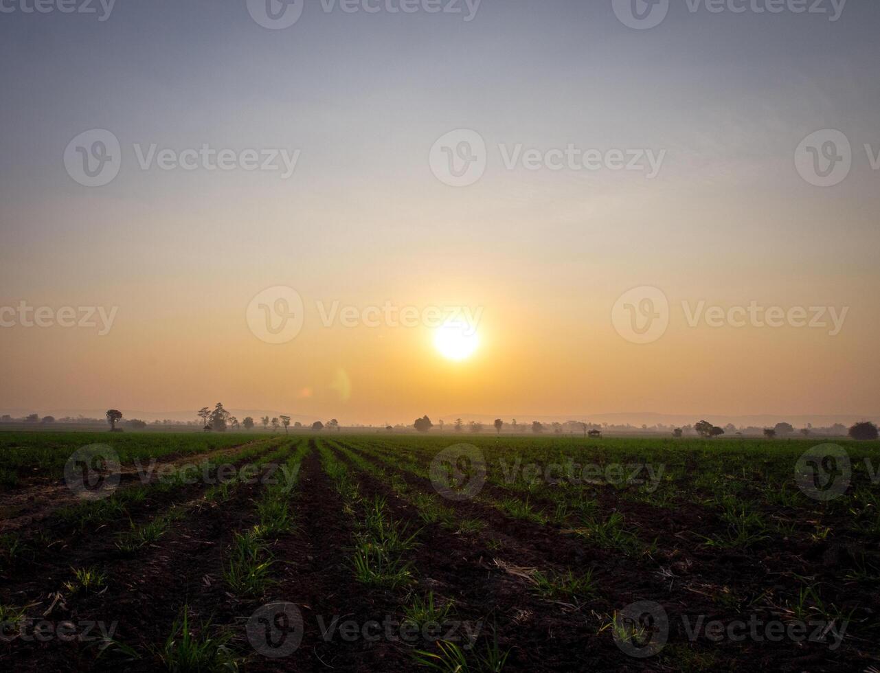 canna da zucchero alberi e canna da zucchero piantagioni foto