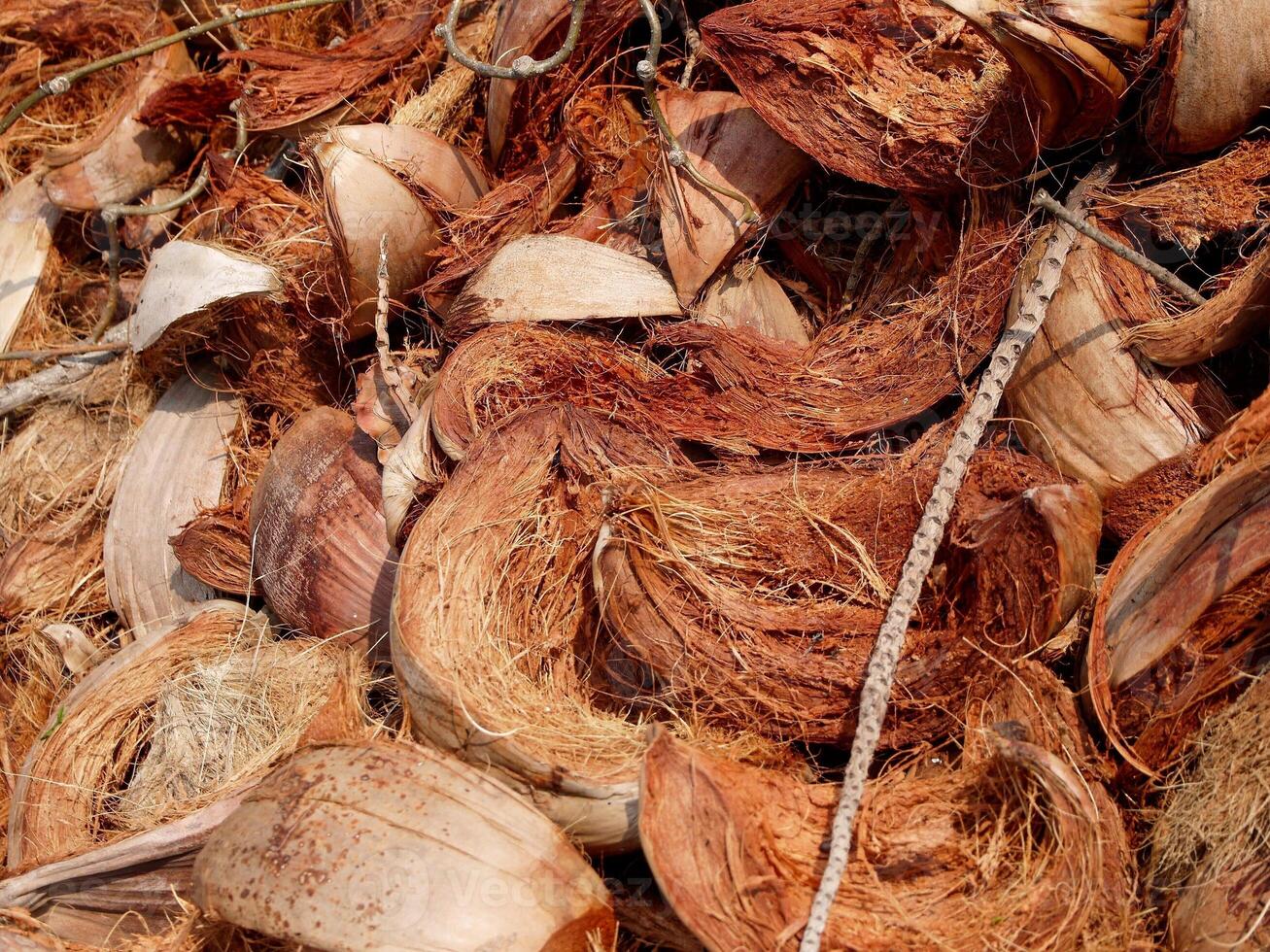 Noce di cocco spata fibra, Noce di cocco bucce siamo posto su il terra. foto