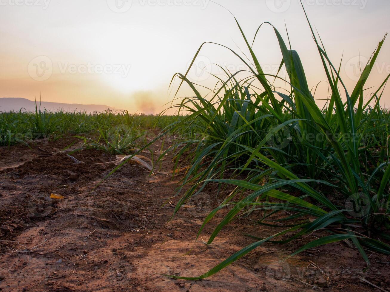 canna da zucchero piantagioni, il agricoltura tropicale pianta nel Tailandia foto