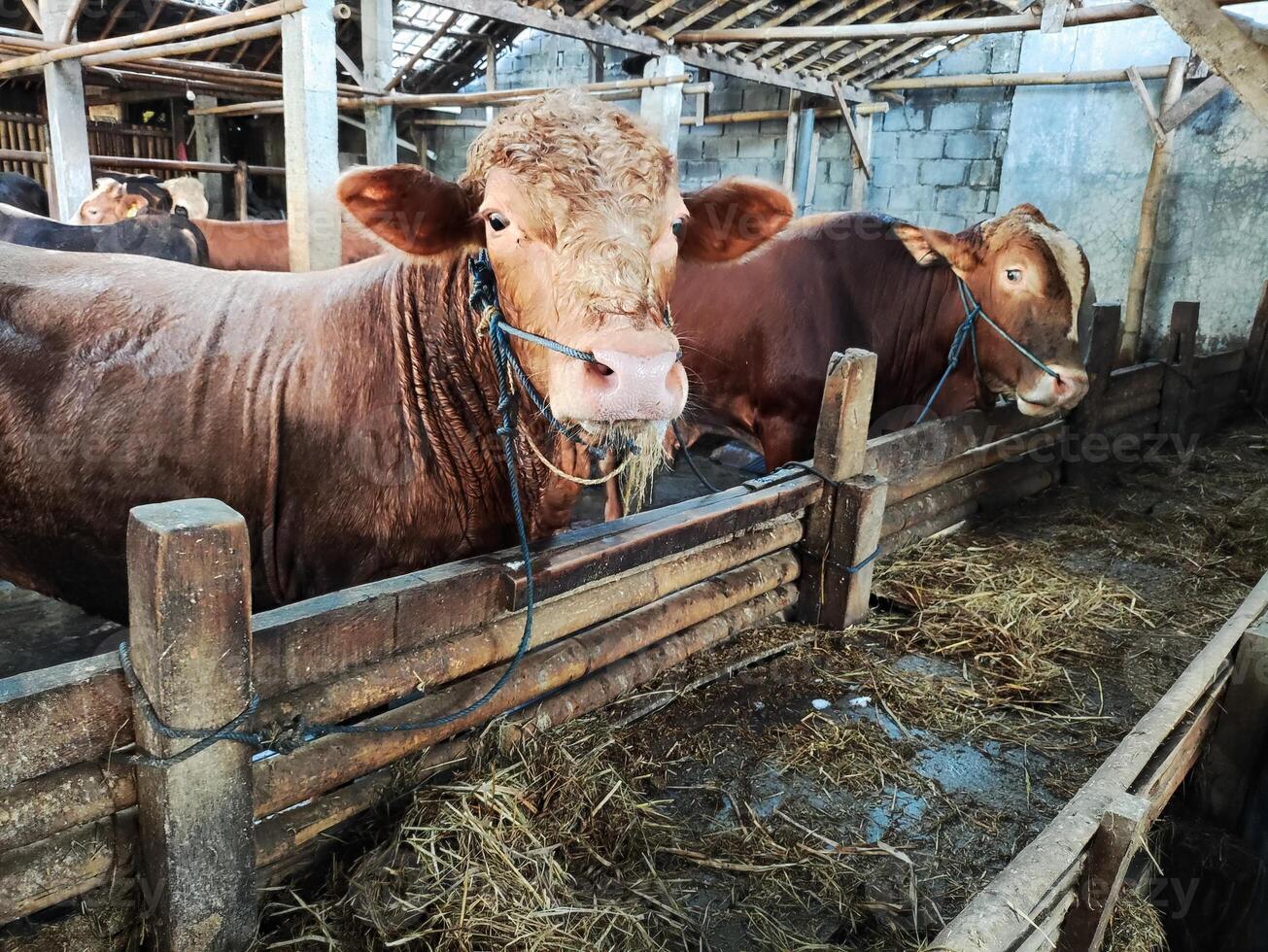 agricoltori avere iniziato calza mucche nel preparazione per il eid al-Qurban vacanza foto