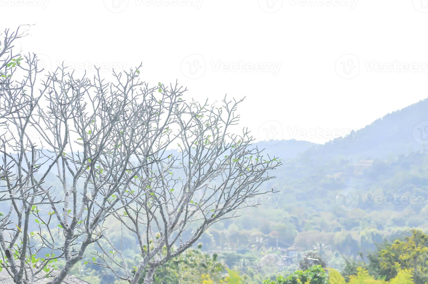 frangipani o pagoda albero e montagna foto