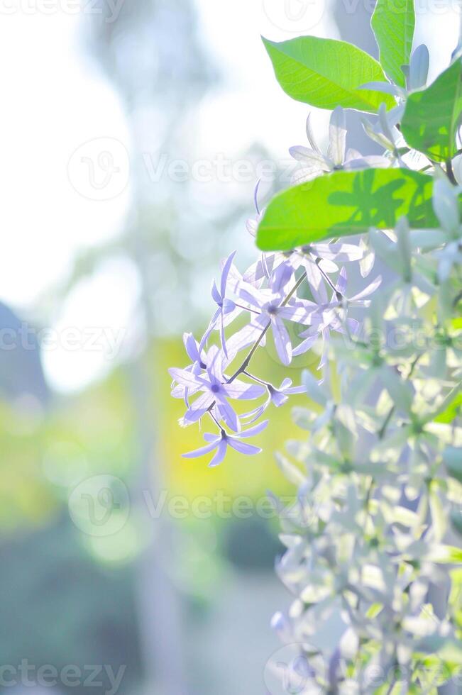 carta vetrata vite, viola ghirlanda o regine ghirlanda o viola fiore foto