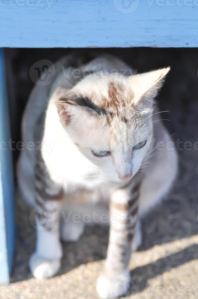 gatto o grigio gatto, felis catus o felis catus domestica foto