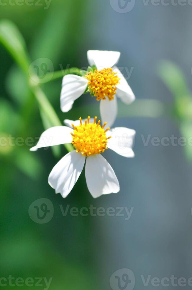 mendicanti tic tac, bidens alba, bidens pilosa o bidens pilosa io, nero Jack o scopa bastone o scopa cose o calzolai pioli, diavoli aghi o peloso mendicante zecche o peloso bidens o spagnolo ago foto