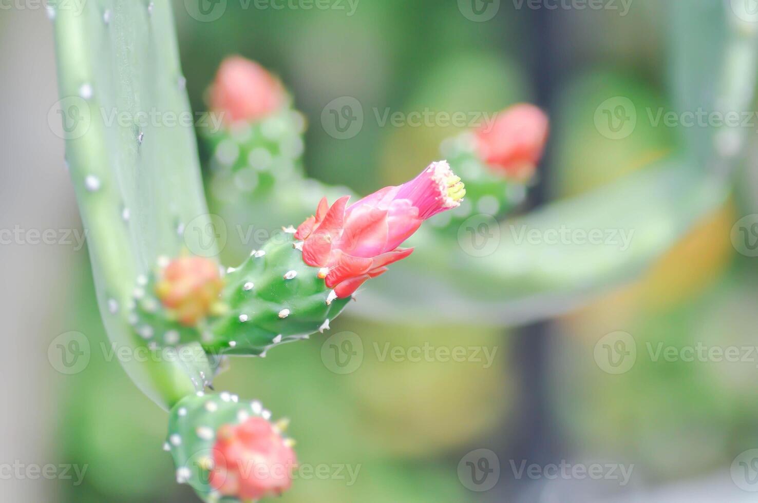 opuntia cochenillifera, opuntia o cactus o opuntia fiore foto