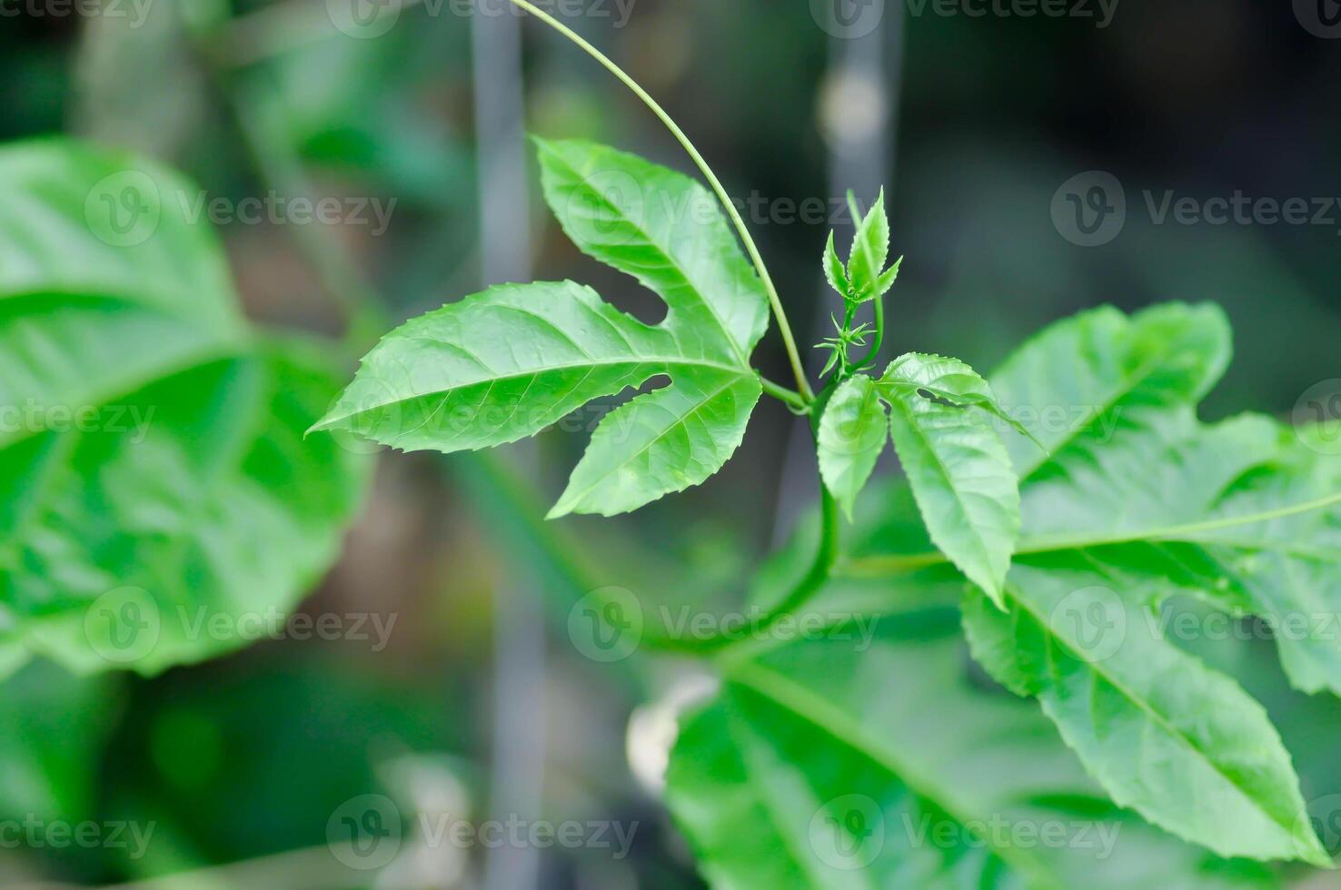 passione frutta pianta, passiflora edulis o frutto della passione o maracuja foto