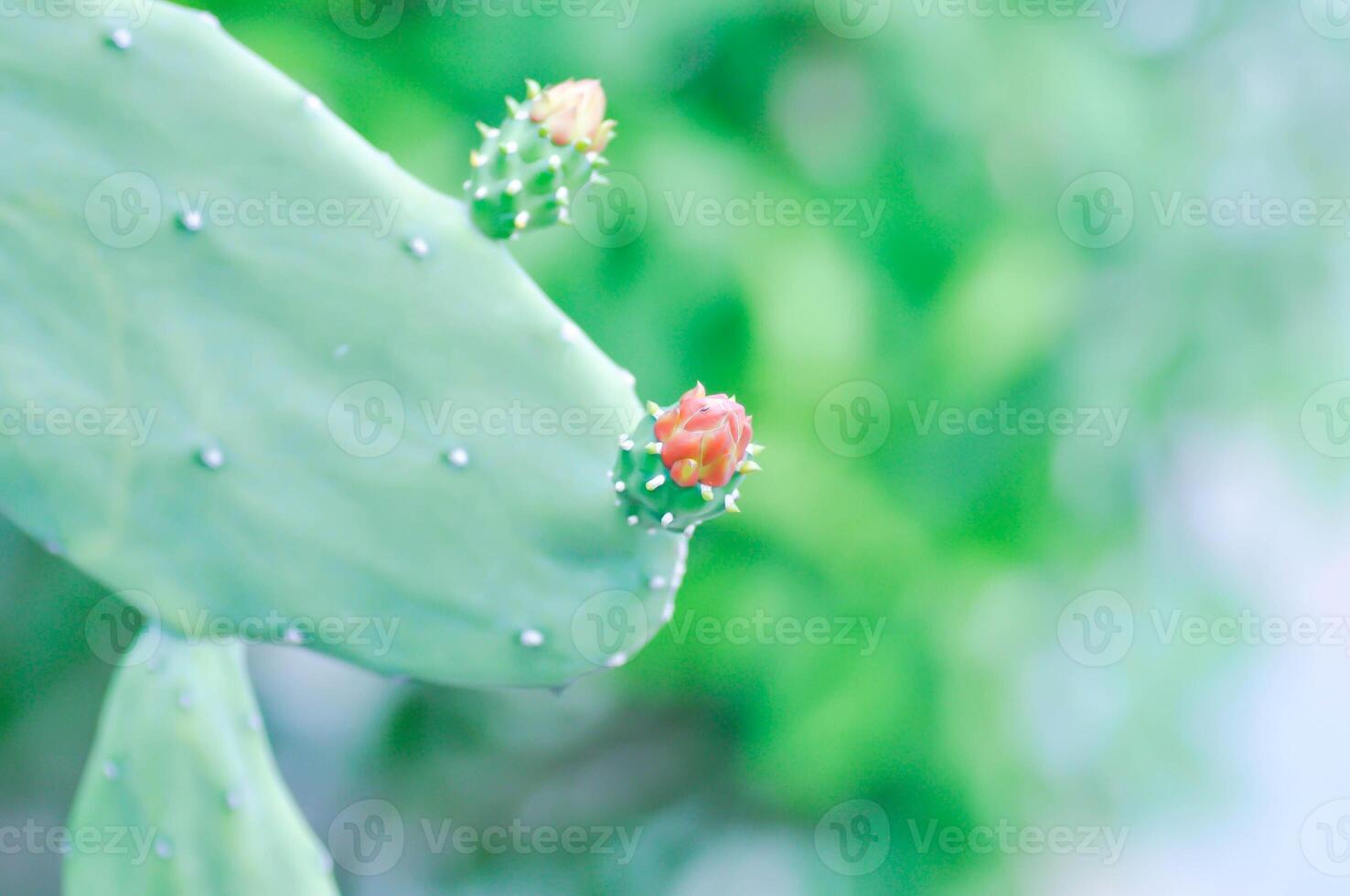 opuntia cochenillifera, opuntia o cactus o opuntia fiore foto