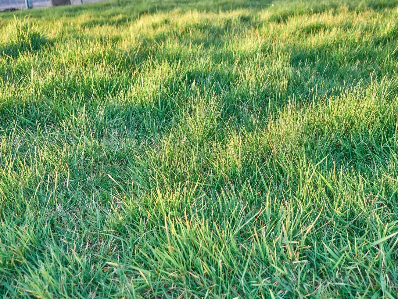 verde erba sfondo vicino Visualizza, primavera erba campo foto