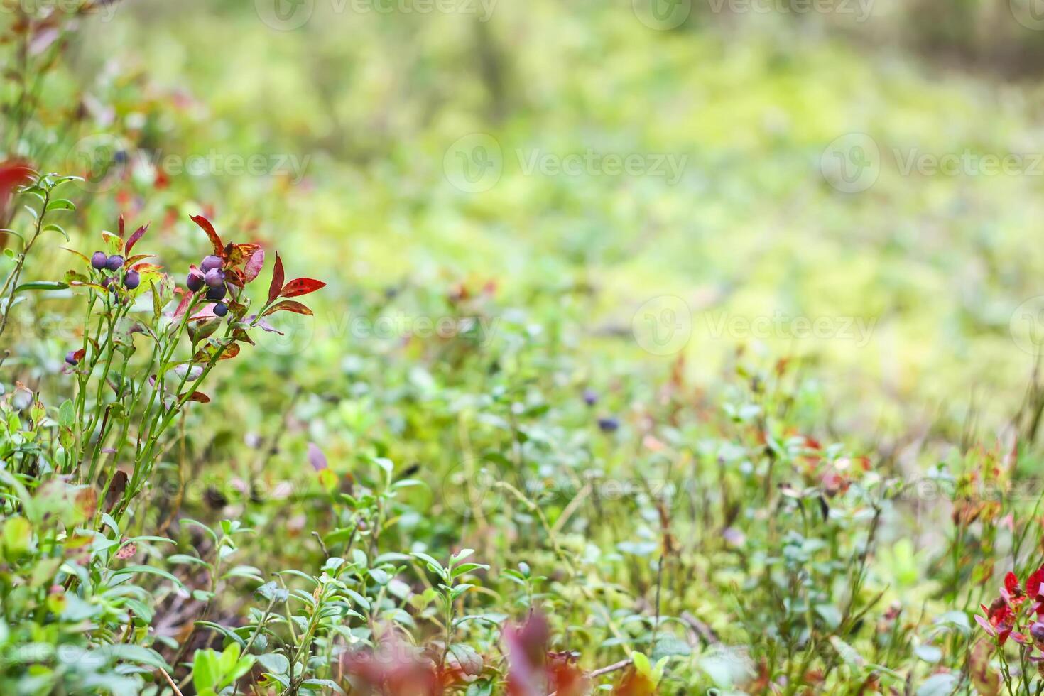 selvaggio mirtillo nel estate foresta. foto