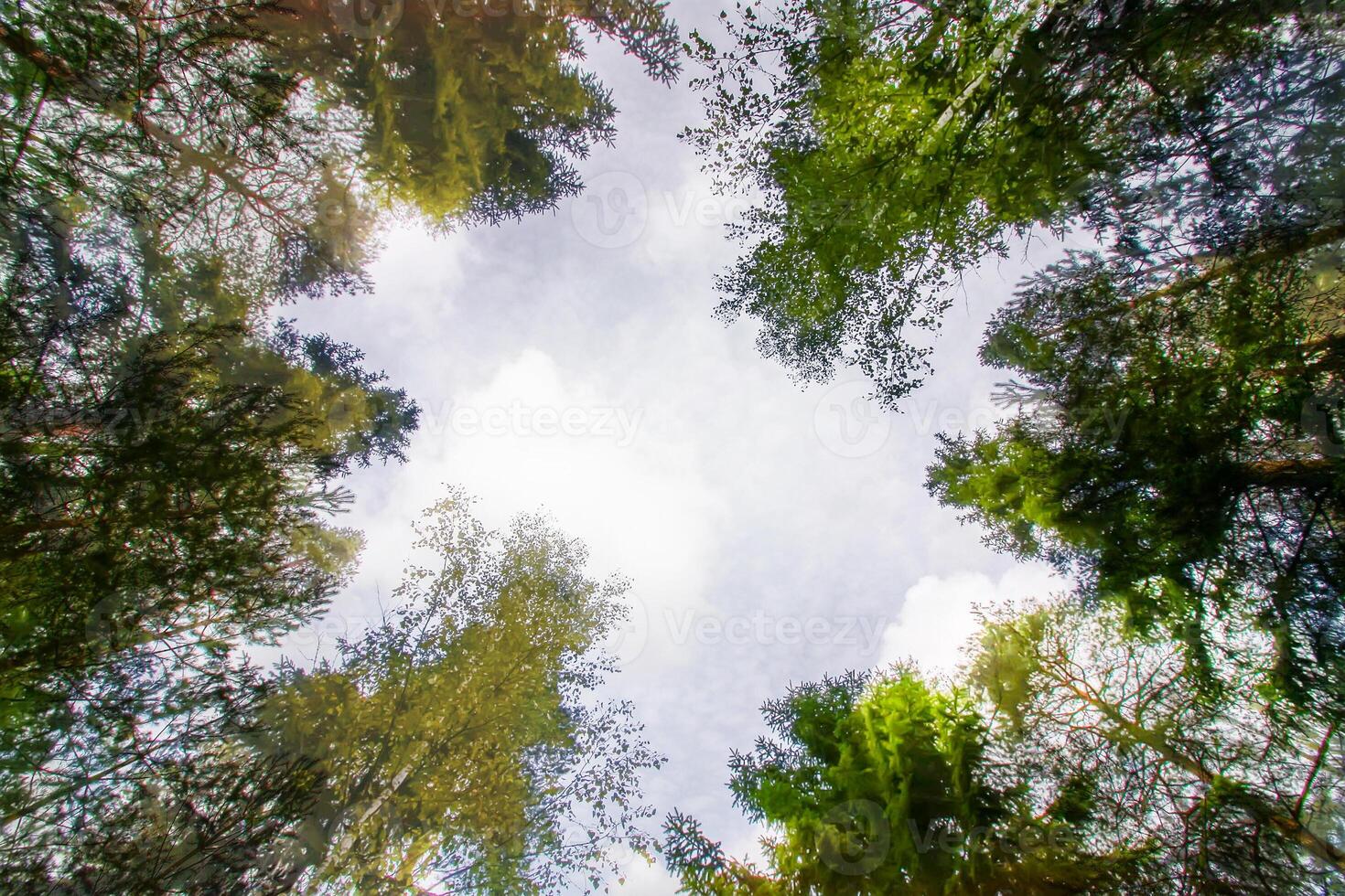 albero cime nel un' estate foresta. foto