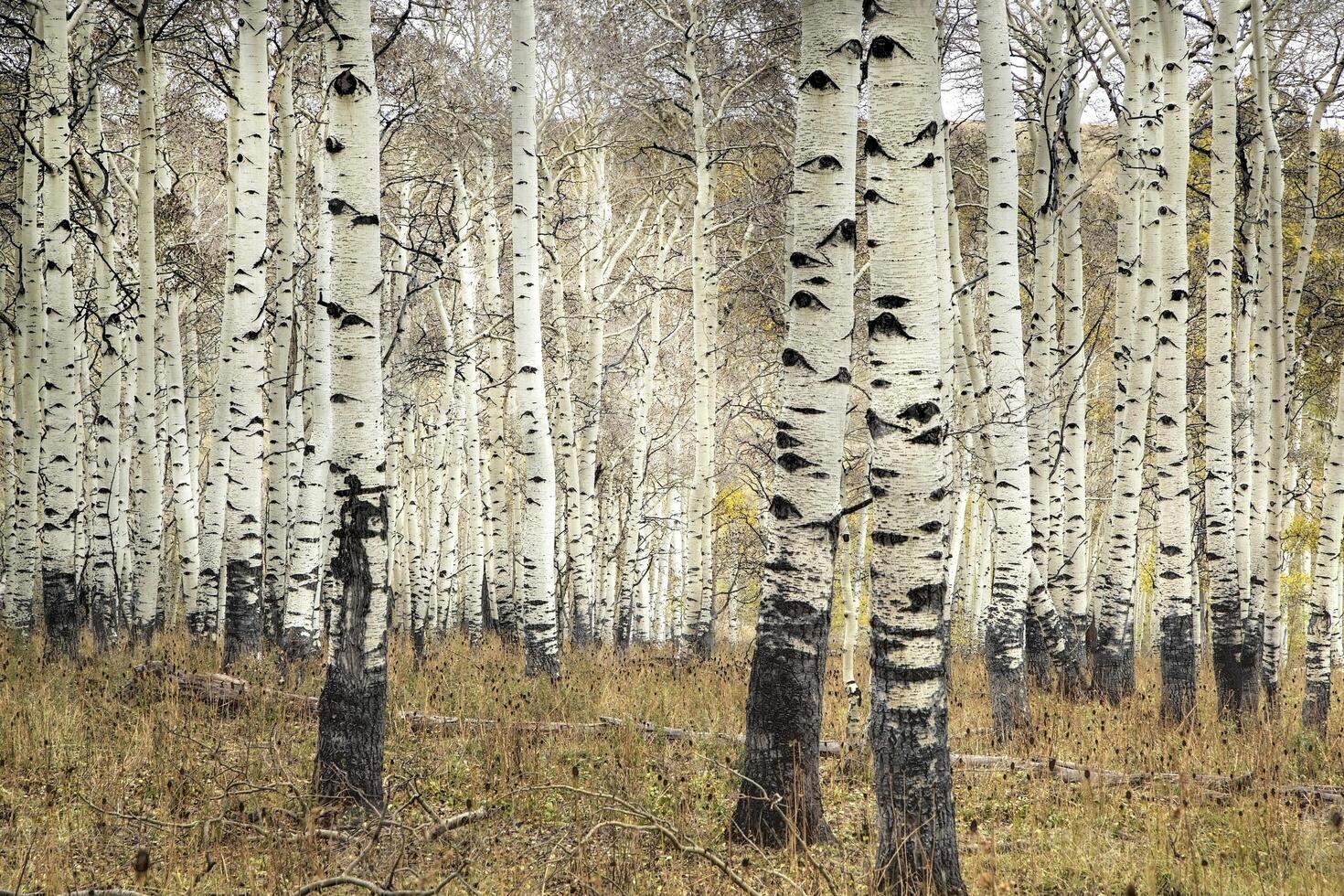 kolob pioppi foresta foto