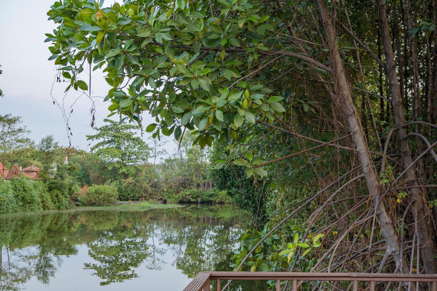 verde albero mangrovia rhizophora al di sopra di il lago. il foto è adatto per uso per natura sfondo e soddisfare media.